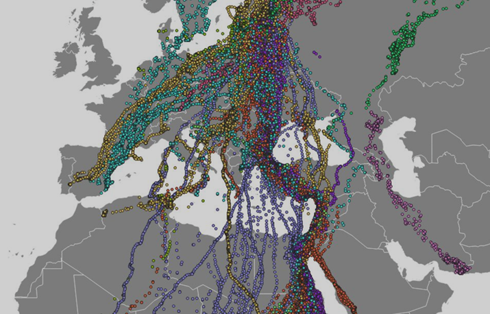 Europe bird migration map preview